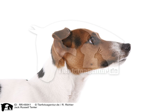 Jack Russell Terrier / Jack Russell Terrier / RR-48841