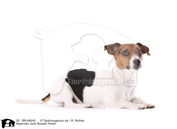 liegender Jack Russell Terrier / RR-48845