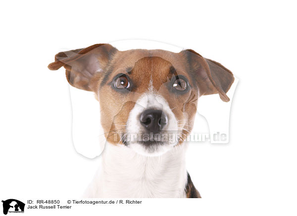 Jack Russell Terrier / Jack Russell Terrier / RR-48850