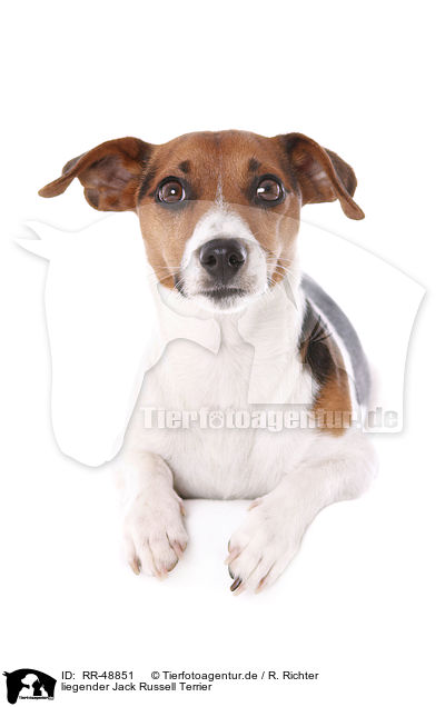 liegender Jack Russell Terrier / lying Jack Russell Terrier / RR-48851