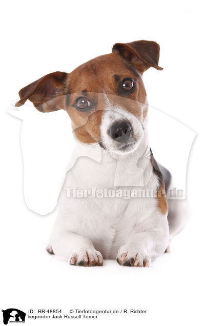 liegender Jack Russell Terrier / lying Jack Russell Terrier / RR-48854