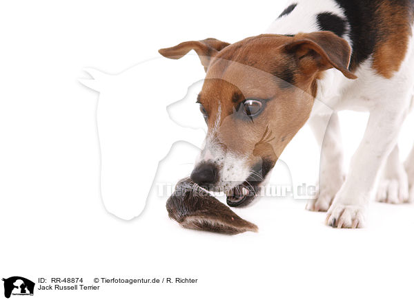 Jack Russell Terrier / Jack Russell Terrier / RR-48874