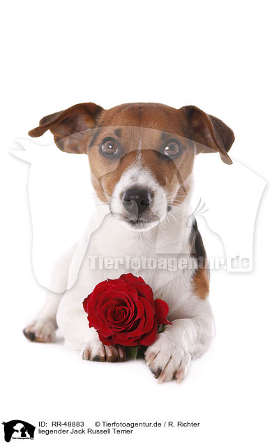 liegender Jack Russell Terrier / RR-48883
