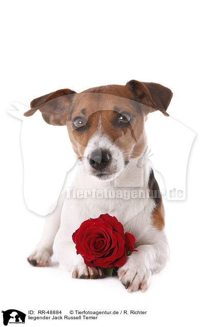 liegender Jack Russell Terrier / RR-48884