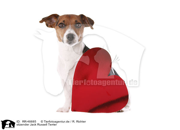 sitzender Jack Russell Terrier / RR-48885