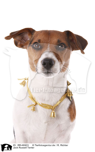 Jack Russell Terrier / Jack Russell Terrier / RR-48903