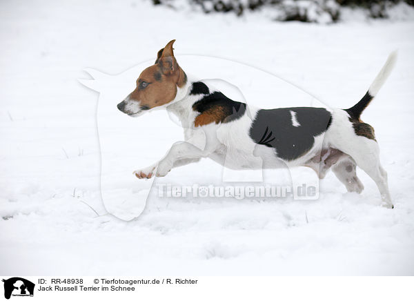 Jack Russell Terrier im Schnee / Jack Russell Terrier in snow / RR-48938