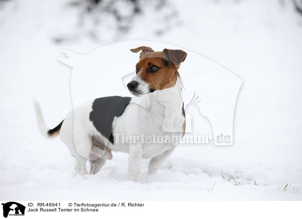 Jack Russell Terrier im Schnee / Jack Russell Terrier in snow / RR-48941