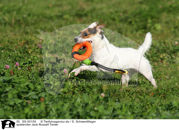 spielender Parson Russell Terrier / playing Parson Russell Terrier / SS-30159