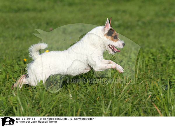 rennender Parson Russell Terrier / running Parson Russell Terrier / SS-30161