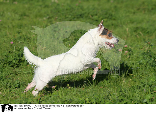 rennender Parson Russell Terrier / running Parson Russell Terrier / SS-30162