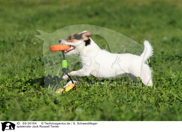 spielender Parson Russell Terrier / playing Parson Russell Terrier / SS-30164