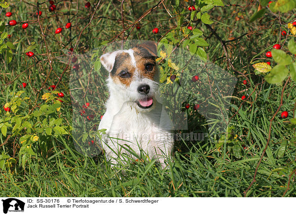 Parson Russell Terrier Portrait / Parson Russell Terrier Portrait / SS-30176