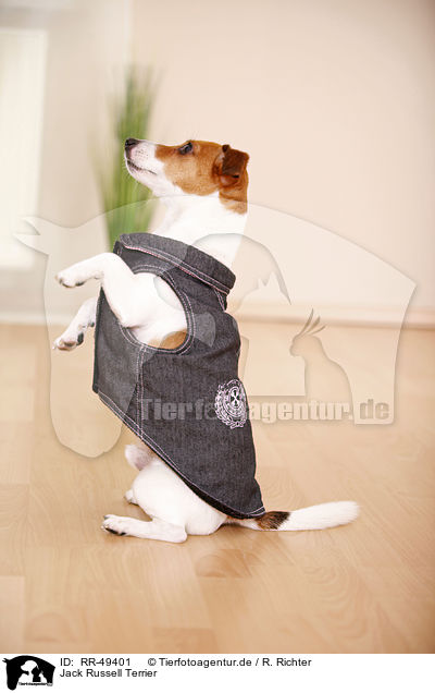 Jack Russell Terrier / Jack Russell Terrier / RR-49401