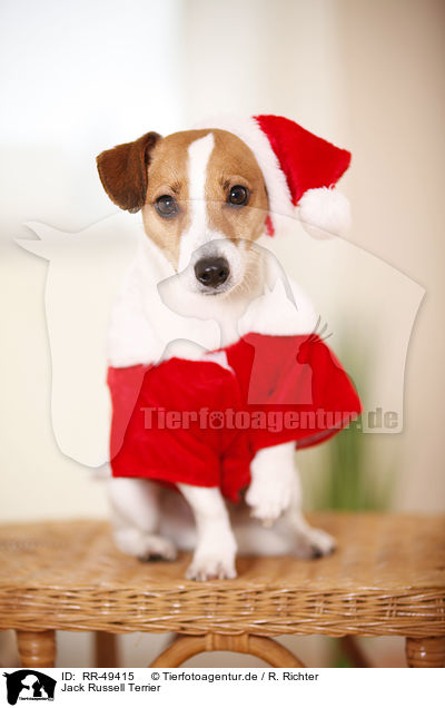 Jack Russell Terrier / Jack Russell Terrier / RR-49415