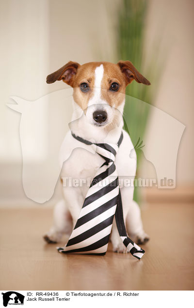 Jack Russell Terrier / Jack Russell Terrier / RR-49436