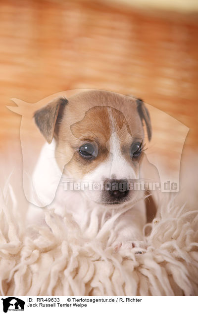 Jack Russell Terrier Welpe / Jack Russell Terrier Puppy / RR-49633