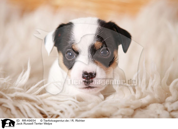 Jack Russell Terrier Welpe / Jack Russell Terrier Puppy / RR-49654
