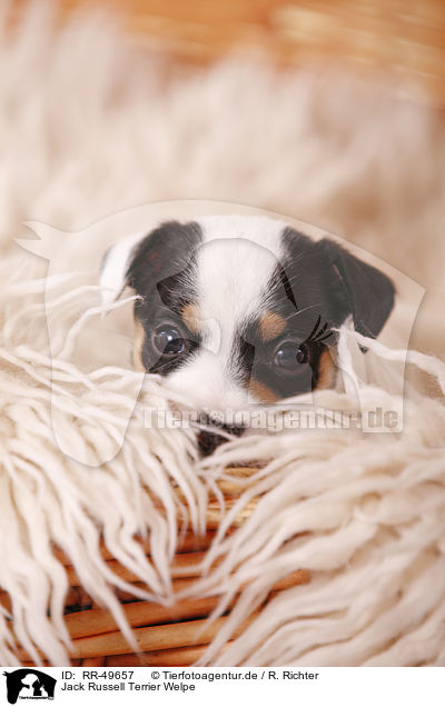 Jack Russell Terrier Welpe / Jack Russell Terrier Puppy / RR-49657