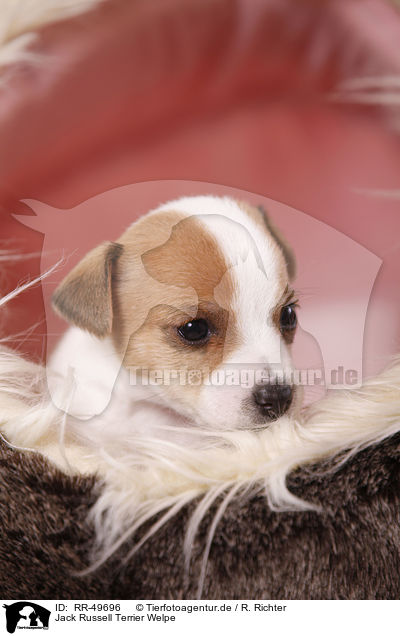 Jack Russell Terrier Welpe / Jack Russell Terrier Puppy / RR-49696