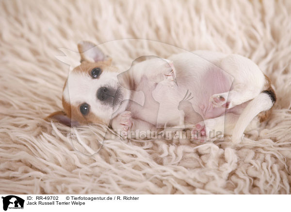 Jack Russell Terrier Welpe / Jack Russell Terrier Puppy / RR-49702
