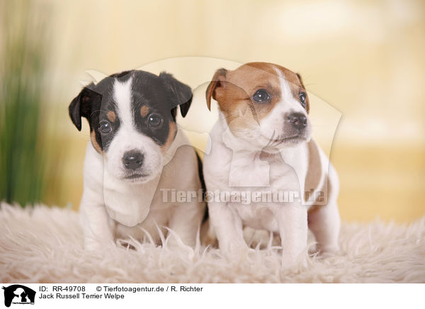 Jack Russell Terrier Welpe / Jack Russell Terrier Puppy / RR-49708