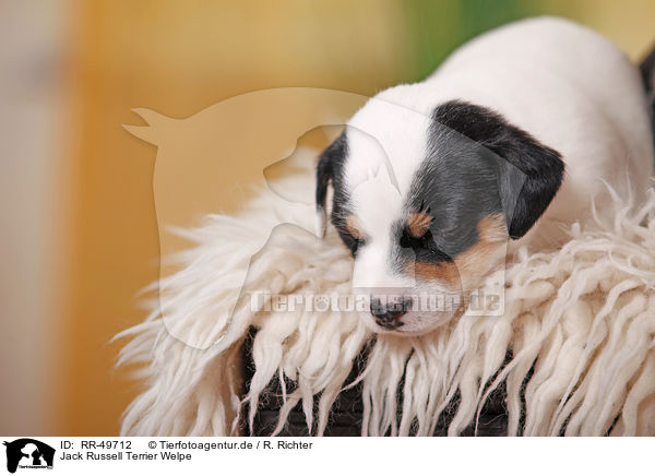 Jack Russell Terrier Welpe / Jack Russell Terrier Puppy / RR-49712
