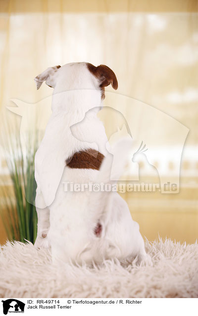 Jack Russell Terrier / Jack Russell Terrier / RR-49714