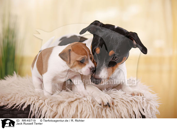 Jack Russell Terrier / Jack Russell Terrier / RR-49719