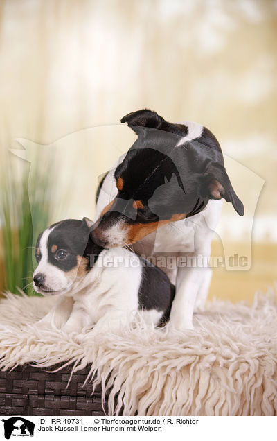 Jack Russell Terrier Hndin mit Welpen / Jack Russell Terrier mother with puppies / RR-49731