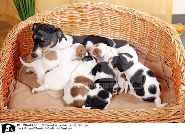 Jack Russell Terrier Hndin mit Welpen / Jack Russell Terrier mother with puppies / RR-49738