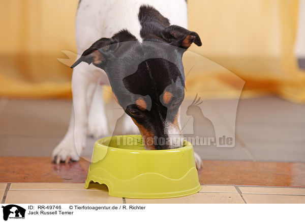 Jack Russell Terrier / Jack Russell Terrier / RR-49746