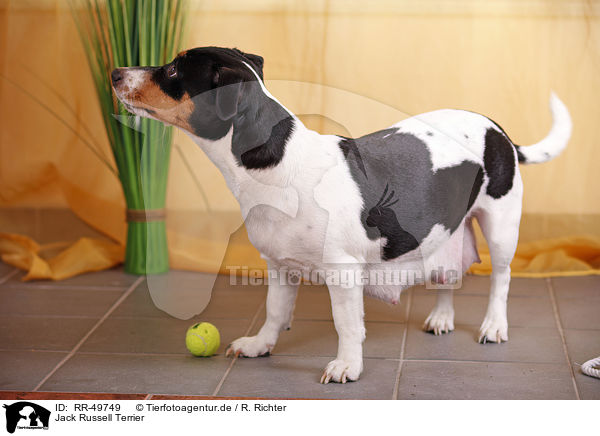 Jack Russell Terrier / Jack Russell Terrier / RR-49749