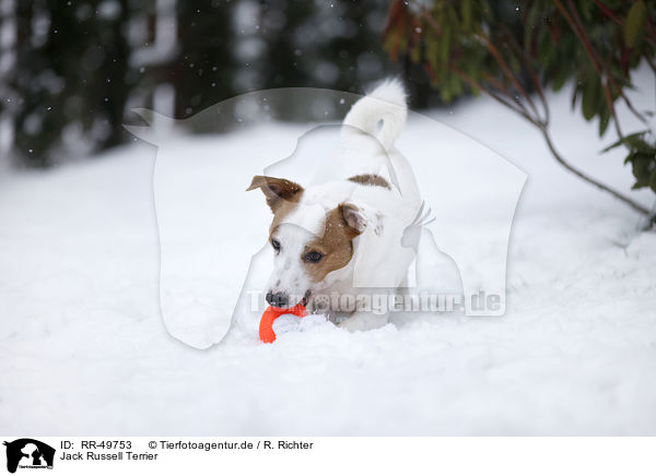 Jack Russell Terrier / Jack Russell Terrier / RR-49753