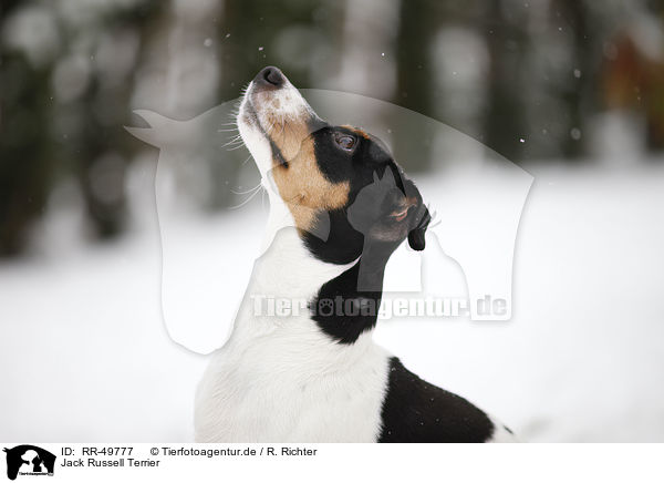 Jack Russell Terrier / Jack Russell Terrier / RR-49777