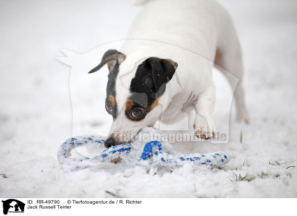 Jack Russell Terrier / Jack Russell Terrier / RR-49790
