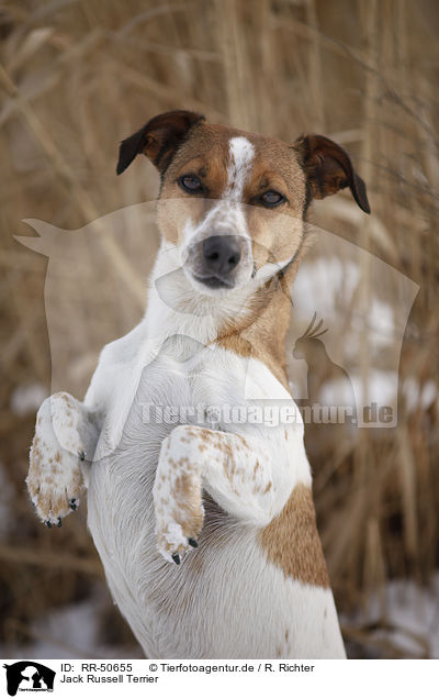 Jack Russell Terrier / RR-50655