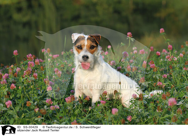 sitzender Parson Russell Terrier / sitting Parson Russell Terrier / SS-30429
