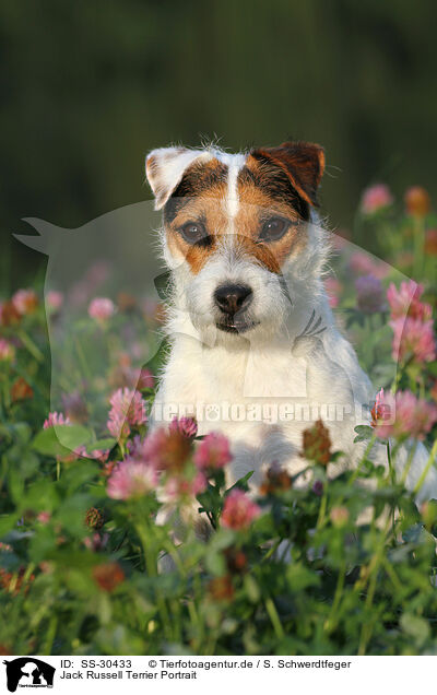 Parson Russell Terrier Portrait / Parson Russell Terrier Portrait / SS-30433