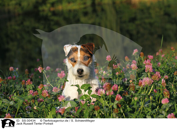 Parson Russell Terrier Portrait / Parson Russell Terrier Portrait / SS-30434