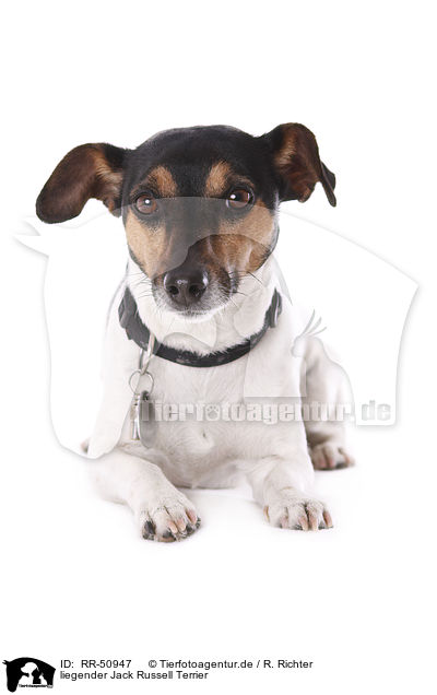 liegender Jack Russell Terrier / lying Jack Russell Terrier / RR-50947