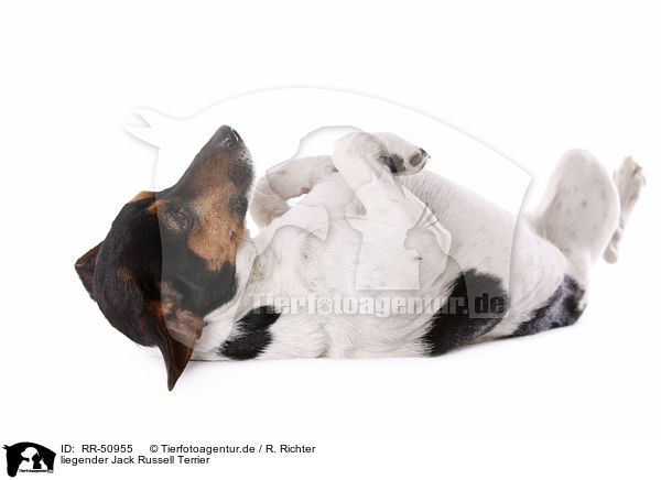 liegender Jack Russell Terrier / lying Jack Russell Terrier / RR-50955