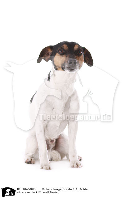 sitzender Jack Russell Terrier / sitting Jack Russell Terrier / RR-50956