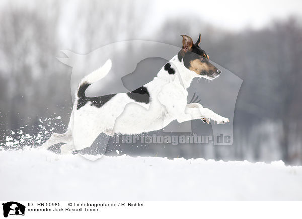 rennender Jack Russell Terrier / RR-50985