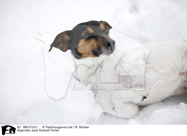 liegender Jack Russell Terrier / lying Jack Russell Terrier / RR-51021
