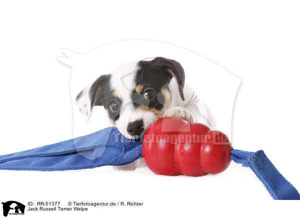 Jack Russell Terrier Welpe / RR-51377