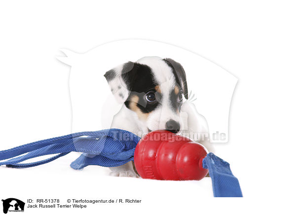 Jack Russell Terrier Welpe / Jack Russell Terrier puppy / RR-51378