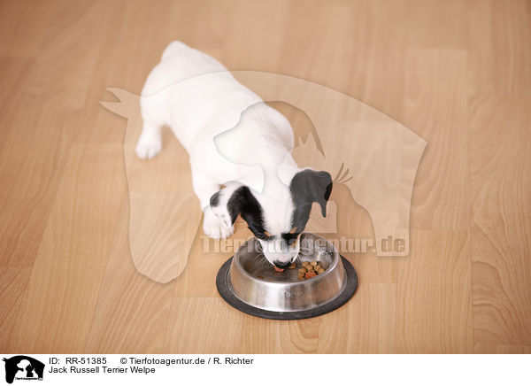 Jack Russell Terrier Welpe / Jack Russell Terrier puppy / RR-51385