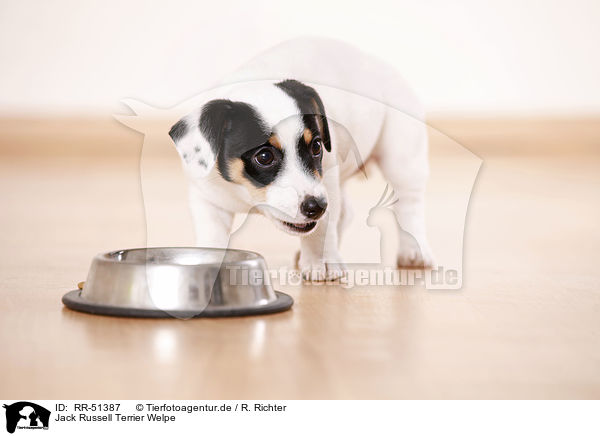 Jack Russell Terrier Welpe / Jack Russell Terrier puppy / RR-51387