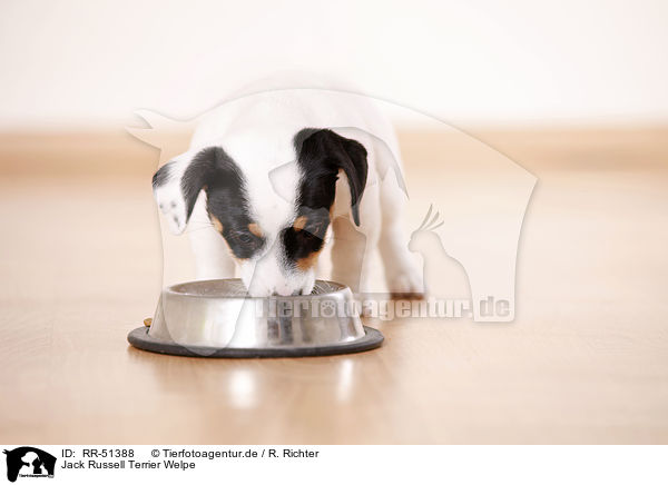 Jack Russell Terrier Welpe / Jack Russell Terrier puppy / RR-51388